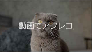 【お題】猫 ひげ 動物 ペット 可愛い