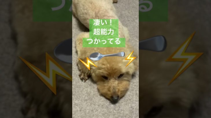 フィッシャーズリスペクト  超能力犬あらわるw