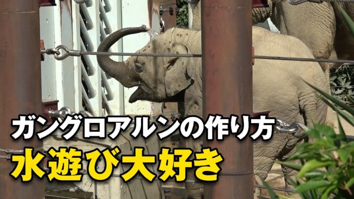 水遊びでガングロメイクする仔象のアルン＾＾ （上野動物園 2021/10/8）