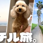 ペットと泊まれるディズニーホテルに愛犬と3泊！海を巡る秋旅行【大きいトイプードルのわこ】