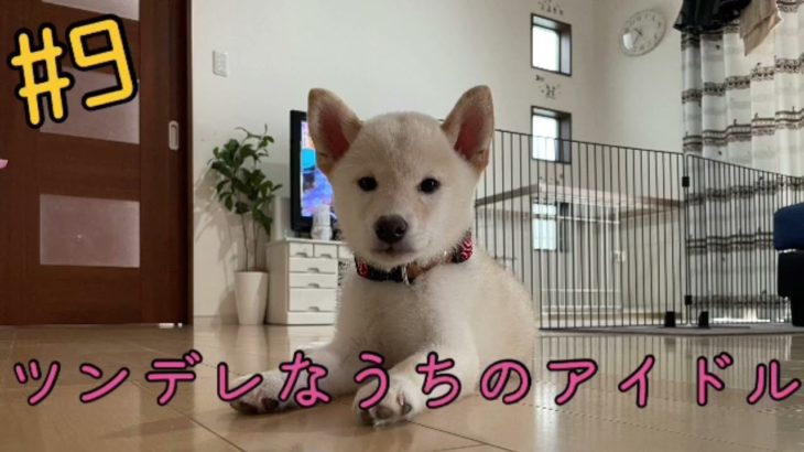 【#9】我が家のアイドルはツンデレ？！　#子犬 #柴犬 #白柴 #ペット #癒し #可愛い