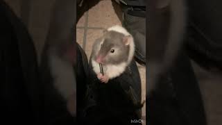 Hamster likes shoelace ハムスター／ペット／ベタ慣れ