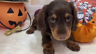 ペットショップ犬の家&猫の里稲毛店「ミニチュア・ダックスフンド」No.133791