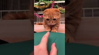 やりたくないペット #shorts