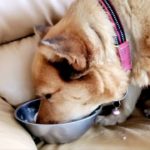 モリモリの特別食～病気の治療とダイエットのために🐶🥬💦