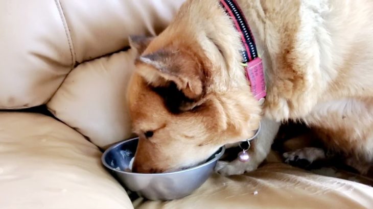 モリモリの特別食～病気の治療とダイエットのために🐶🥬💦