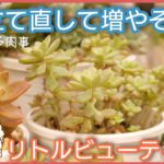 【多肉植物】徒長したリトルビューティを仕立て直して増やします✂️✨