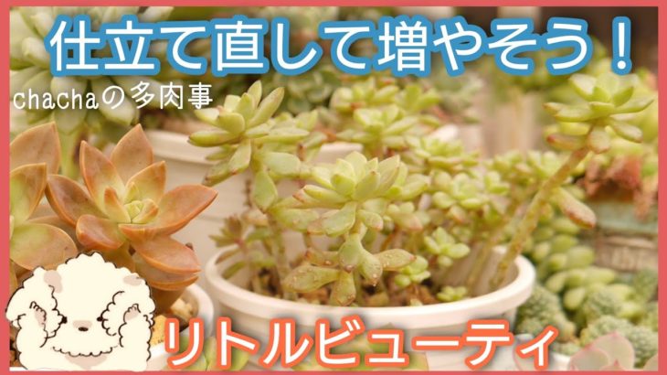 【多肉植物】徒長したリトルビューティを仕立て直して増やします✂️✨