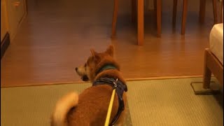 柴犬と行くペットと泊まれる宿