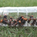 大量のオオスズメバチをペットボトルに捕獲