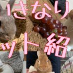 【ウサギ】いきなりペット紹介！
