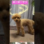 フィッシャーズリスペクト  トイプードルが想像した  こーゆーやつ  あーゆーやつ