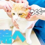 ロビンの予防接種でまさかの事実が判明？！ダイエットには成功したのか…？