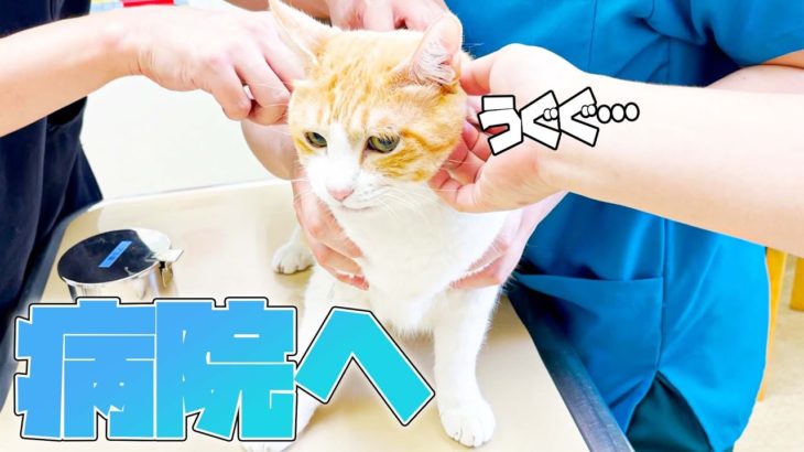 ロビンの予防接種でまさかの事実が判明？！ダイエットには成功したのか…？