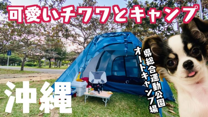 【11月の沖縄キャンプ】ペット同伴キャンプでメキシカン料理！牛柄チワワのミュウ