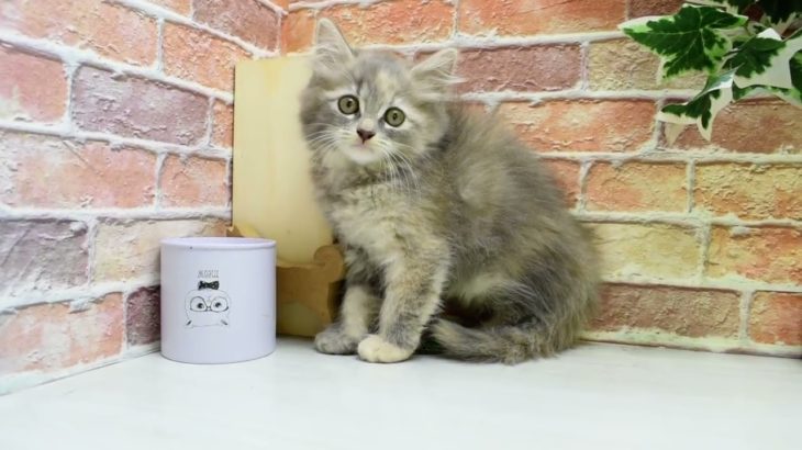 ワンラブ　名古屋市　ペットショップ　241176