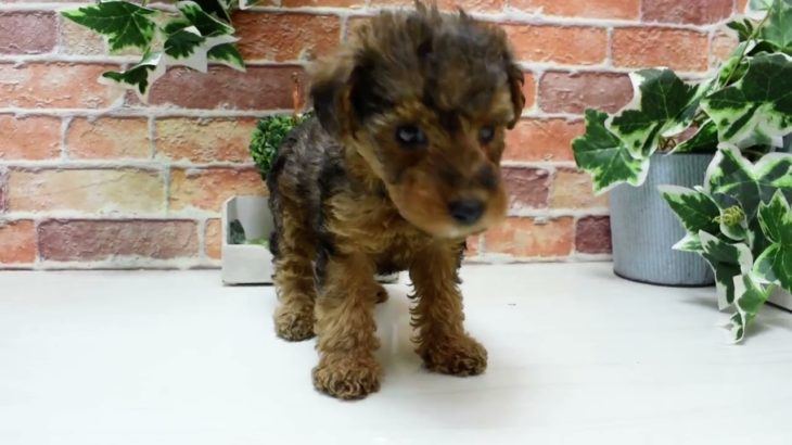 ワンラブ　名古屋市　ペットショップ　242312