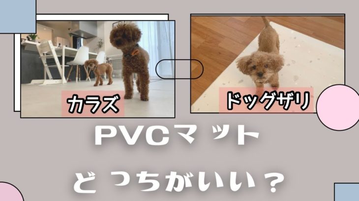 【他社比較】PVCマットにハマっています。【ペットマット】トイプードルのTaruto &Rasuku