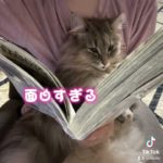 金沢弁を喋る猫 『読書する猫』おしゃべりペット ノルウェージャンフォレストキャット #Shorts
