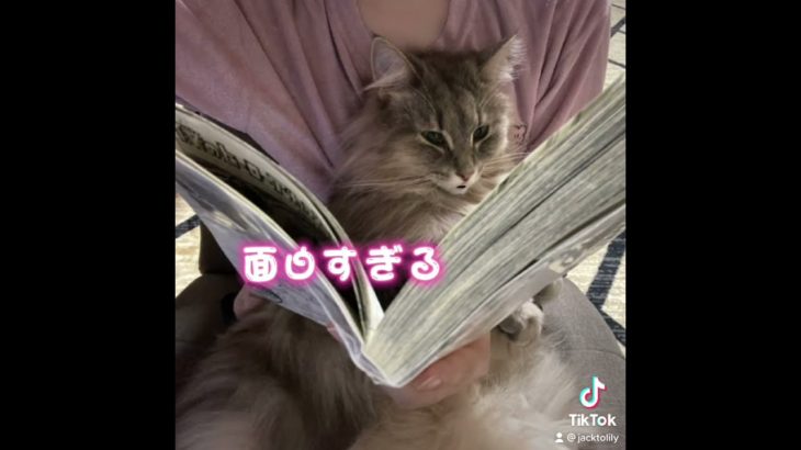 金沢弁を喋る猫 『読書する猫』おしゃべりペット ノルウェージャンフォレストキャット #Shorts
