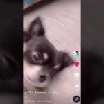 TikTok 🐶　フィッシャーズマサイ