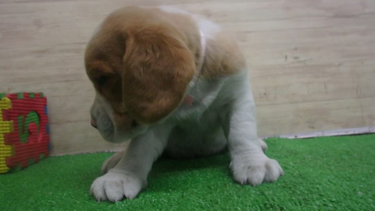 ペットショップcoo&riku No.00557419 ビーグル