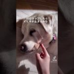 #里親募集中 (&ダイエット中🤫)ラブラドール🍎シェリーちゃんのイビキは止まるのか？ #shorts