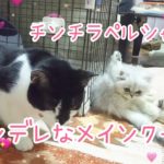 【可愛いペット】チンチラペルシャ&メインクーン&コーギー