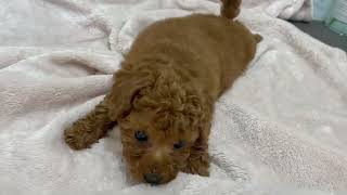 135628 トイプー　ペットショップ犬の家＊京都精華店