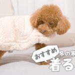 【冬の寒さ対策】ペットパラダイスの犬用着る毛布2種類比較【トイプードル】