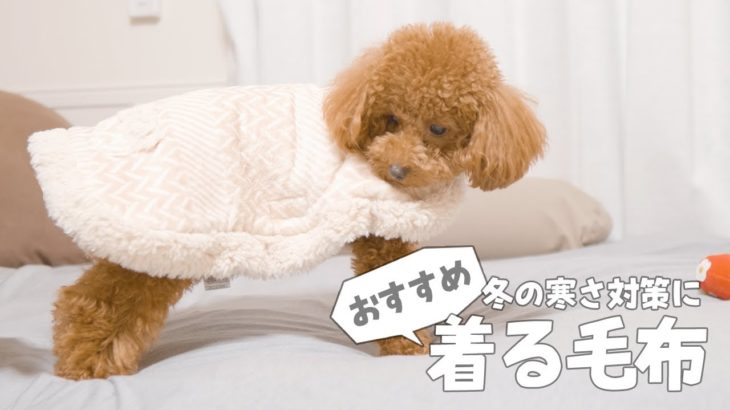 【冬の寒さ対策】ペットパラダイスの犬用着る毛布2種類比較【トイプードル】
