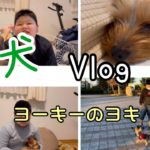 【Vlog】ヨーキーVlog#ペット #犬#ヨーキー#飼い方