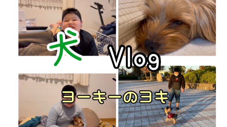【Vlog】ヨーキーVlog#ペット #犬#ヨーキー#飼い方