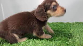 ペットショップcoo&riku 00563344 犬 Ｍ・ダックスフンド