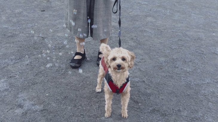 ペット用シャボン玉で遊んだら犬と猫の反応が違いすぎたｗ【プーチー&スコティッシュフォールド】