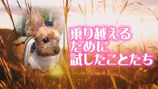 【ペットロス】乗り越えるために試してみたこと