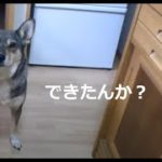 ダイエットおやつ企画第二弾「胸肉チップス」を作るの巻き