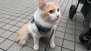 ペットに優しいヴィーナスフォートでお散歩してきた♪【スコティッシュフォールド】