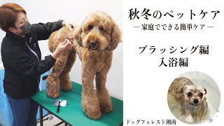 秋冬のお手入れ ペットケア
