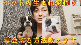 ペットの生まれ変わり、再会する方法教えます