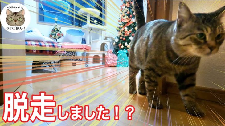 元野良猫さん耐え切れずに脱走しました！？ダイエットに嫌気がさしたようです