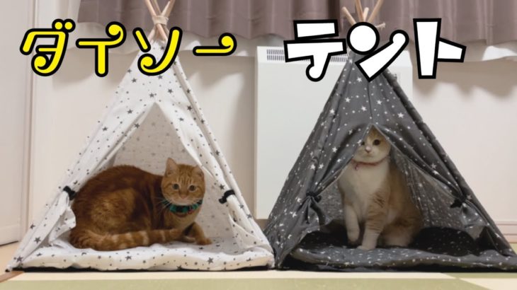 【ダイソーのペットテント】猫たちの隠れ家が増えました