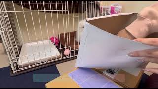 #ポメラニアン子犬 #開封動画                        ペット用品開封してみた🐶‪✌︎