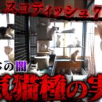 【衝撃】日本の闇…ペット産業の実態、大人気猫のスコティッシュフォールド70匹が捨てられる…保護猫350匹がいる保護施設の現状がヤバすぎる…