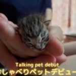 【ヒーリングミュージック#9】流星くんがおしゃべりペットデビューしました| 【healing music#9】Brother cat is talking pet debut