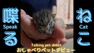 【ヒーリングミュージック#9】流星くんがおしゃべりペットデビューしました| 【healing music#9】Brother cat is talking pet debut