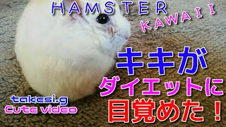 ☆ハムスター☆【キキがダイエットに目覚めた❕】☆ハムスター可愛い☆Hamster cute ＆ healing☆