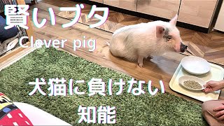 【ペットの躾】マイクロブタの知能は高い？[Pet discipline] Is the intelligence of micro pigs high?