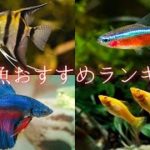 【癒やし】熱帯魚おすすめランキングTOP10‼【ペット】