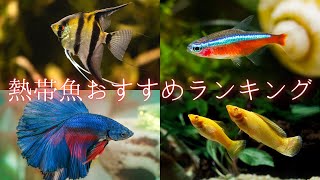 【癒やし】熱帯魚おすすめランキングTOP10‼【ペット】